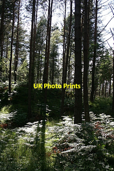 Photo 6"x4" Woods Near Loch Oire Blackburn\/NJ2958 c2008
