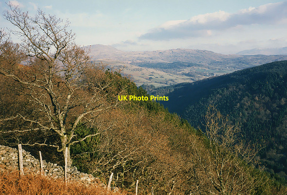 Photo 6"x4" Forestry near Hafod-y-fedw Llanelltyd c1987