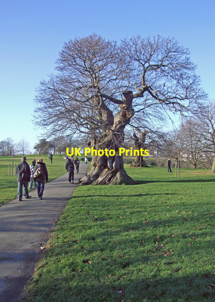 Photo 6"x4" Greenwich Park Greenwich\/TQ3977 c2007