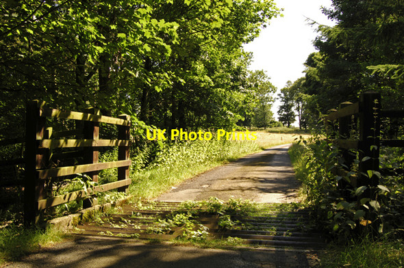 Photo 6"x4" Cattle Grid on the Knowsley Estate Knowsley\/SJ4395 c2008