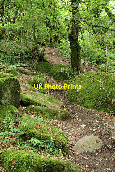 Photo 6"x4" Lustleigh: path to Sharpitor Lustleigh c2008