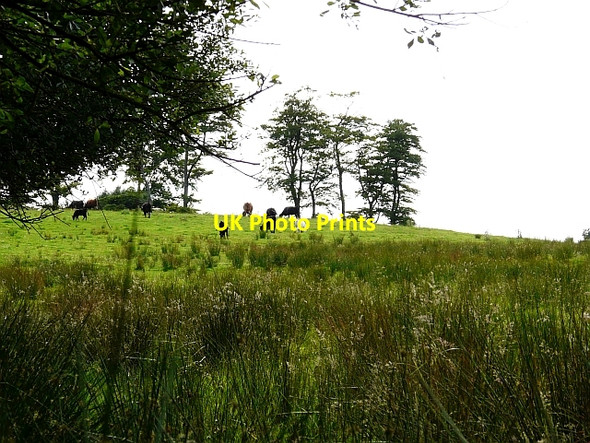 Photo 6"x4" Cattle grazing in sloping field Kirkcambeck c2008