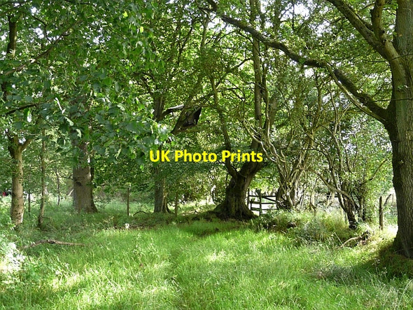 Photo 6"x4" Barns Plantation Kirkcambeck c2008