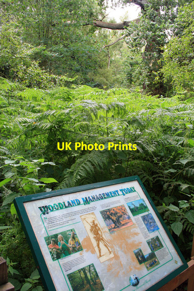 Photo 6"x4" Sherwood Forest Information Board Edwinstowe c2008