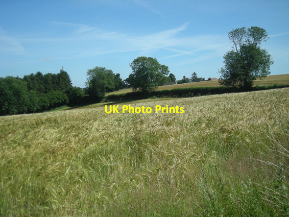 Photo 6"x4" Ripening barley Kinver c2008