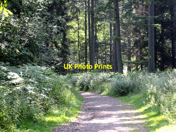 Photo 6"x4" Oakenhill Wood Pillowell c2008