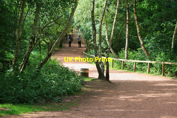 Photo 6"x4" Sherwood Forest Path Edwinstowe c2008