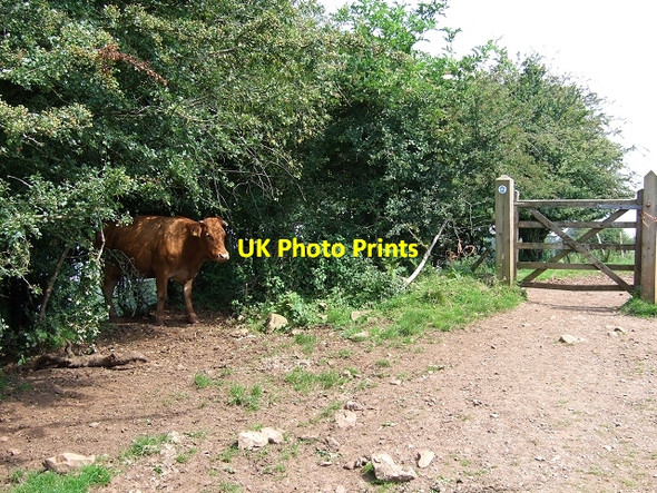 Photo 6"x4" Guardian of the Gate, Rhymney Valley Ridgeway Path Caerphilly\/Caerffil c2008