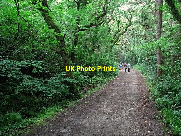Photo 6"x4" Path, Ards Forest Park Portnablahy c2008