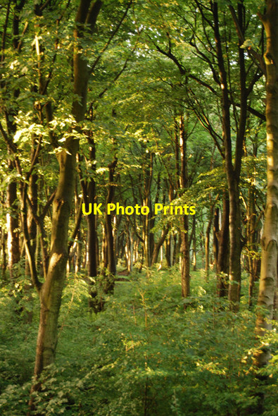 Photo 6"x4" Billinge Plantation Billinge c2008