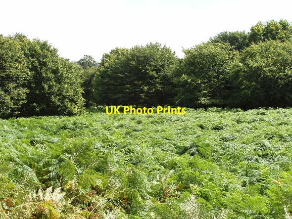 Photo 6"x4" Bracken and oak trees, Richmond Park Kingston Upon Thames c2008