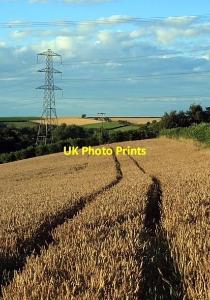 Photo 6"x4" Ripe for harvesting Saxton c2008