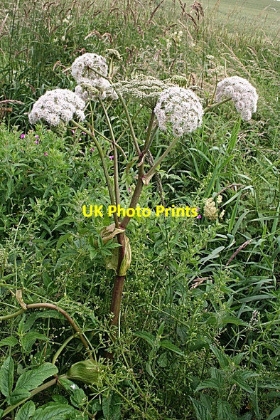 Photo 6"x4" Wild Angelica (Angelica sylvestris) Inverkeilor c2008