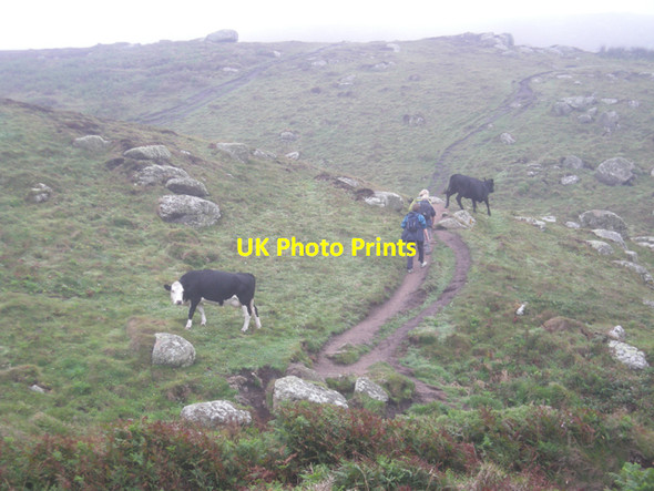 Photo 6"x4" Cattle & walkers on the South West Coastal Path Polgigga c2008