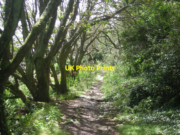 Photo 6"x4" South West Coast path through Kemyel Crease Raginnis c2008