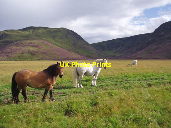 Photo 6"x4" Highland Ponies in Glen Feshie Carnachuin c2008