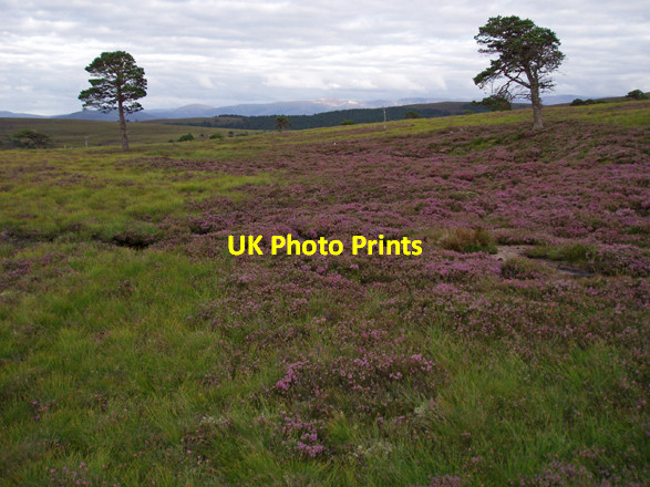 Photo 6"x4" Grouse Moor, Kinveachy Forest Carn Dearg\/NH8717 c2008