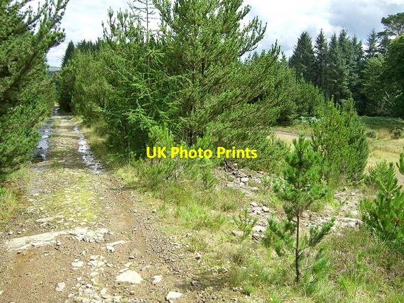 Photo 6"x4" Forestry Walk, Coed y Rhaiadr Pen-common c2008 P1