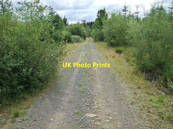 Photo 6"x4" Forestry Walk, Coed y Rhaiadr Ystradfellte c2008