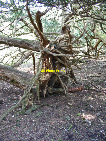 Photo 6"x4" Twin Yews Breamore Hampshire Breamore c2008