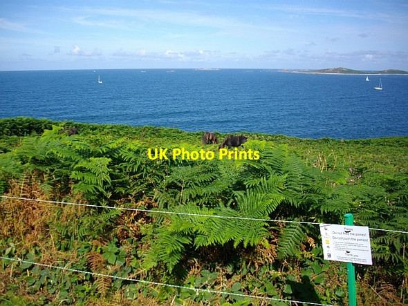 Photo 6"x4" Conservation Grazing The Garrison, St. Mary's Hugh Town c2008