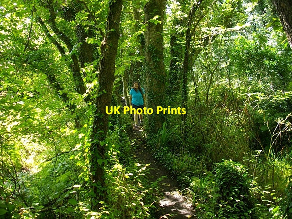 Photo 6"x4" Holy Vale Nature Trail, St. Mary's Hugh Town c2008 P1