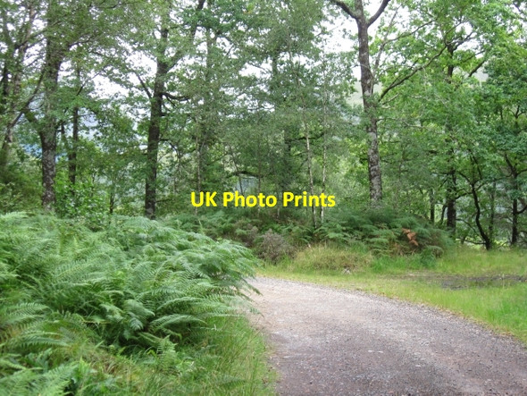 Photo 6"x4" Track from Loch Creran to Ballachulish along Glen Creran Fasnacloich c2008