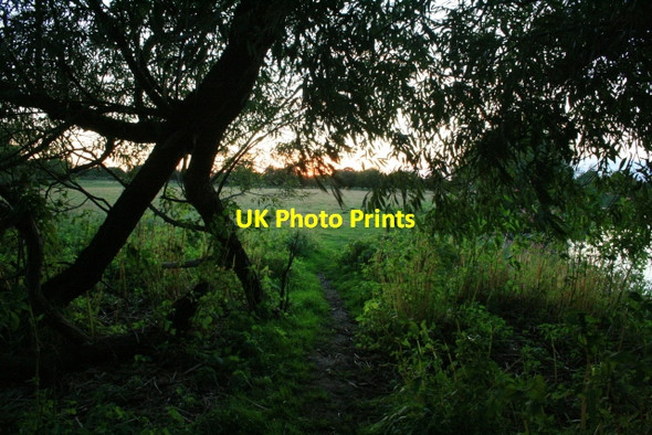 Photo 6"x4" Sunset Through an Old Willow Hedge Great Wilne c2008