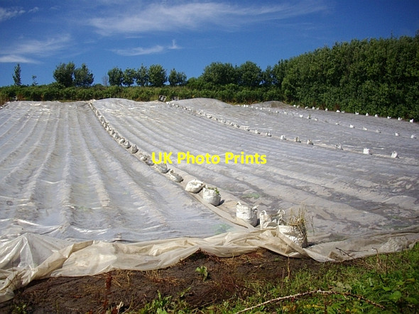 Photo 6"x4" Covered field near Carn Leh Cove, St. Mary's Hugh Town c2008