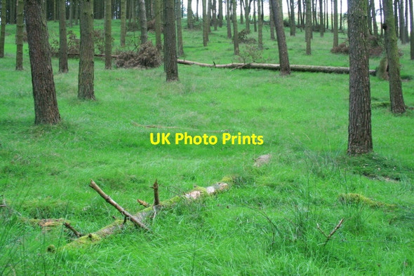 Photo 6"x4" Fallen Trees Edale End c2008