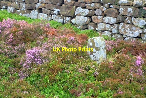 Photo 6"x4" Boundary Stone, Easby Moor Little Ayton c2008