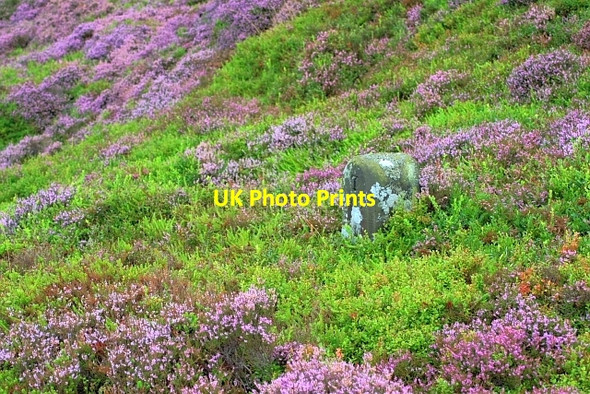 Photo 6"x4" Boundary Stone, Easby Moor Kildale c2008