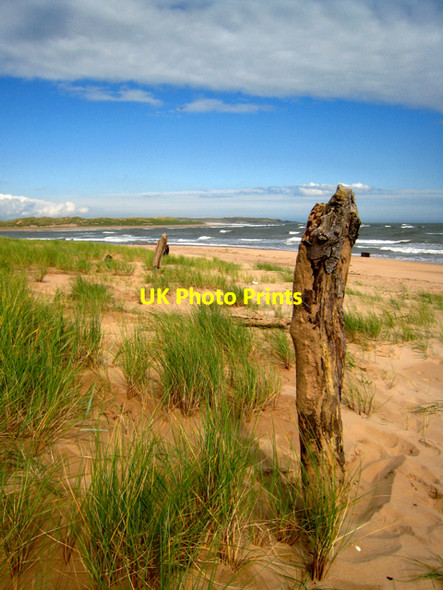 Photo 6"x4" Newburgh: Driftwood sculpture at the mouth of the River Ythan Newburgh\/NJ9925 c2008
