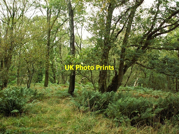 Photo 6"x4" Hemplands Wood Easton\/NY4372 c2007