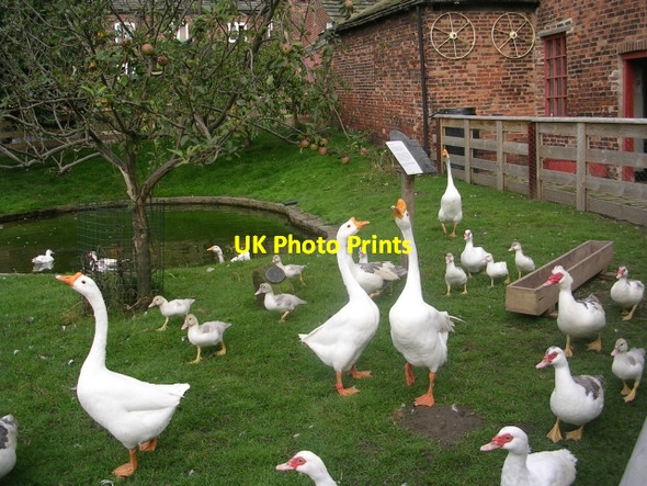 Photo 6"x4" Temple Newsam - Home Farm - Duck Pond + Ducks! Colton\/SE3632 c2008