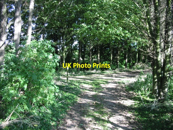 Photo 6"x4" Footpath junction in the woods Gore Street c2008