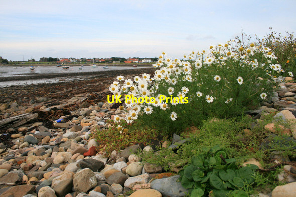 Photo 6"x4" Sea Mayweed Holy Island\/NU1241 c2008