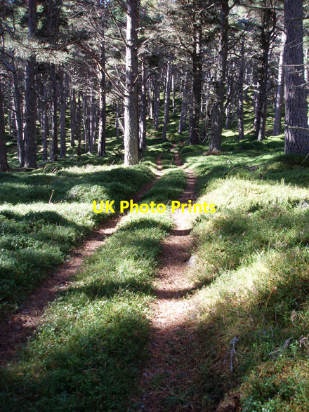 Photo 6"x4" Track, Kinveachy Forest Kinveachy c2008
