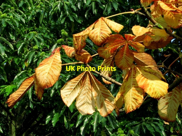Photo 6"x4" Horse-chestnut, Ward Park Bangor\/J5081 c2008