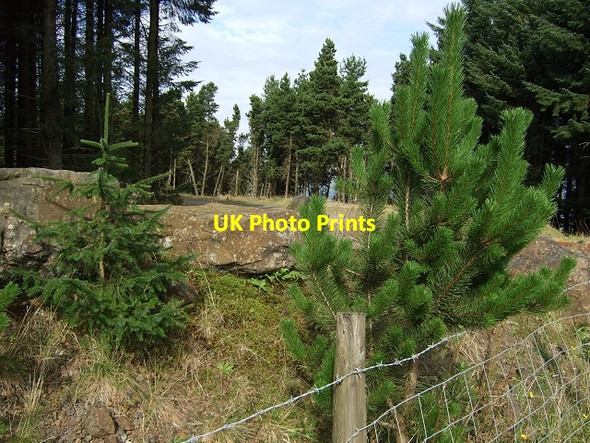 Photo 6"x4" Forestry Track nr Carn Cornel Site Crynant\/Creunant\/SN7905 c2008