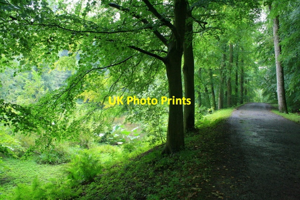 Photo 6"x4" Track in Wallington Hall Woods Cambo\/NZ0285 c2008