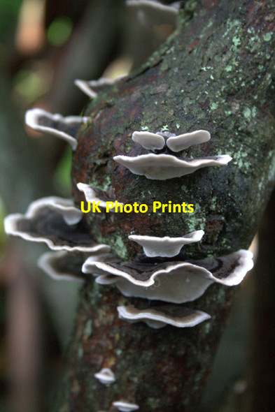 Photo 6"x4" Fungus on the Labyrinth Trunks Knocklaw c2008