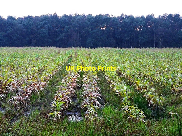 Photo 6"x4" Field of maize Longtown\/NY3868 c2008