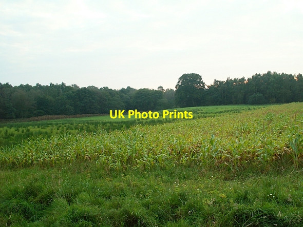 Photo 6"x4" Maize crop Longtown\/NY3868 c2008