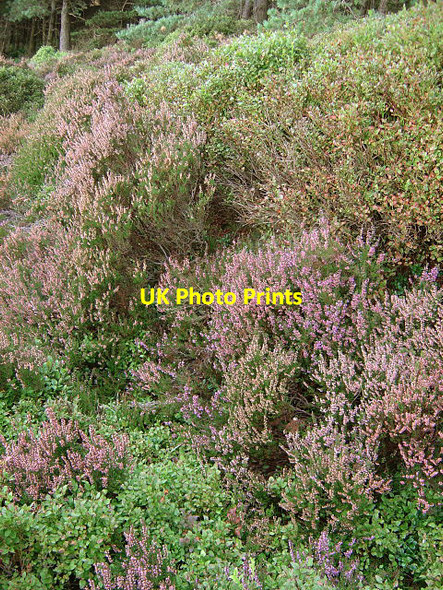 Photo 6"x4" Blooming heather Wigtwizzle c2008