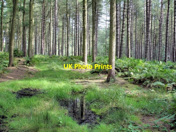 Photo 6"x4" Norley - Delamere Forest - track near the Sandstone Trail Hatchmere c2008