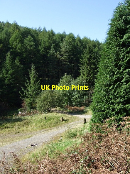 Photo 6"x4" Garw Forestry Walk, Picnic Area. Pontycymer c2008