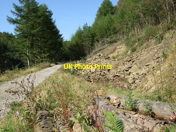 Photo 6"x4" Garw Forestry Walk Pontycymer c2008