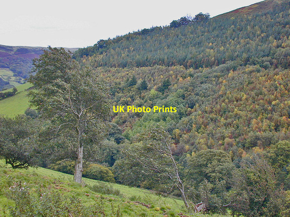 Photo 6"x4" Forestry on Banc Bronderwgoed Bont Dolgadfan c2008