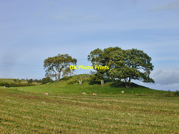 Photo 6"x4" Trees near Gorn Newydd Llanidloes c2008